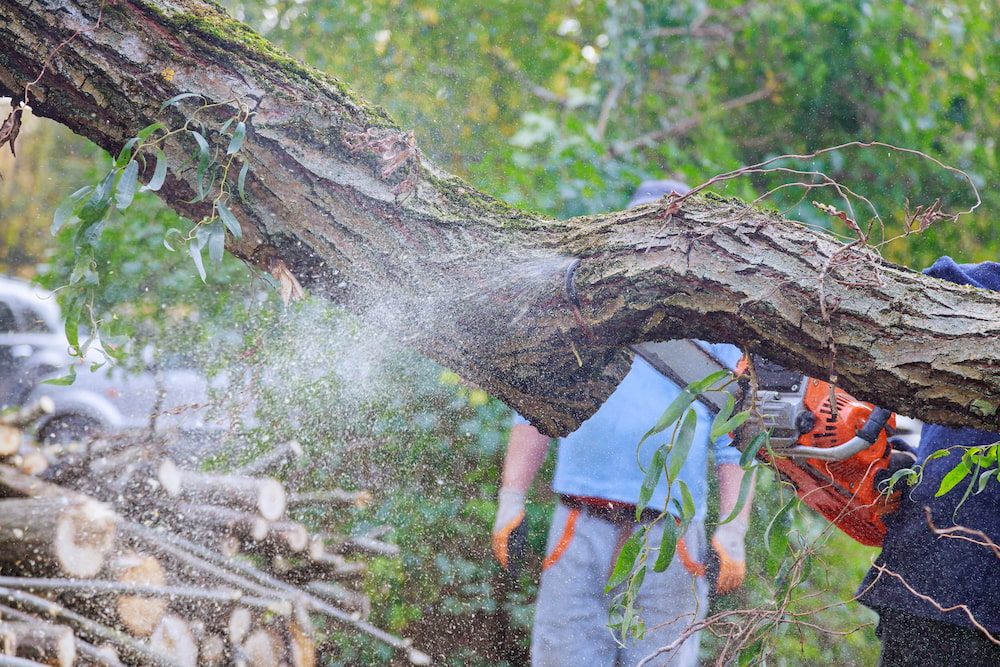 What To Do If A Tree Falls On Your House During A Storm? | White River ...